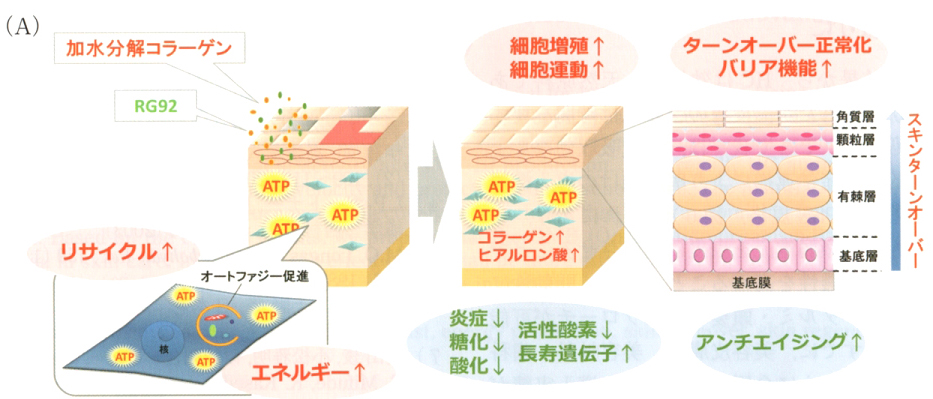 図５　加水分解コラーゲンを応用したスキンケア