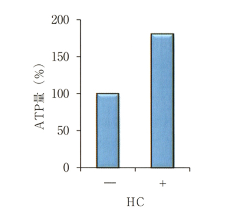 図4　HCによる細胞内ATP量の上昇