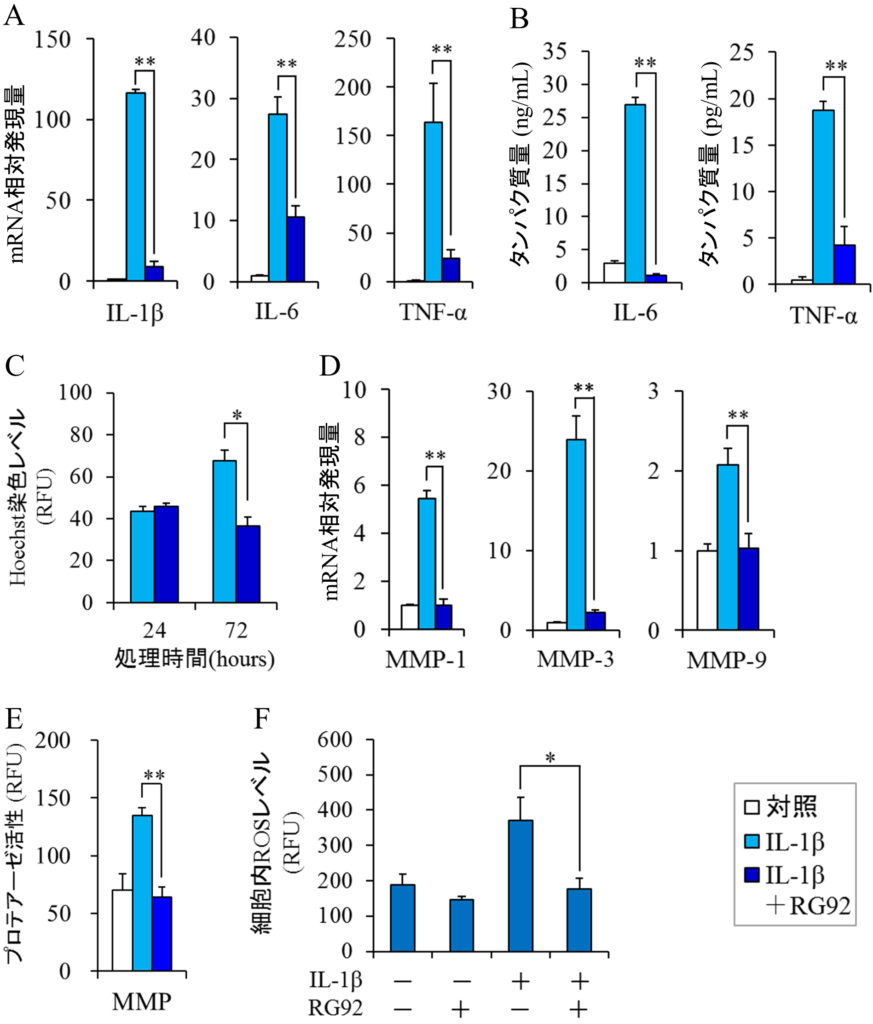 図4 滑膜線維芽細胞におけるMucidosphaerium sp. RG92株抽出物の抗炎症・抗酸化作用