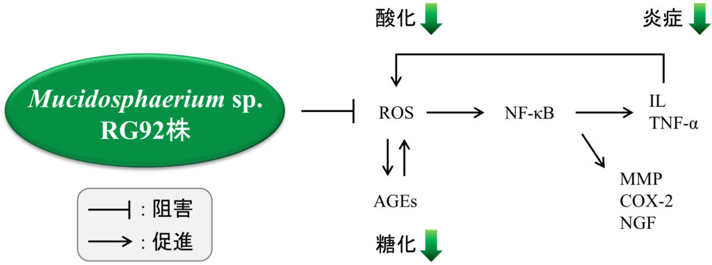 図5 Mucidosphaerium sp. RG92株抽出物の作用機序