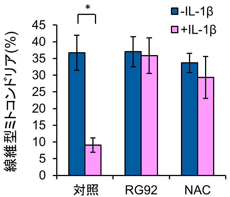 図2　線維型ミトコンドリアの分布に及ぼすRG92抽出物の効果