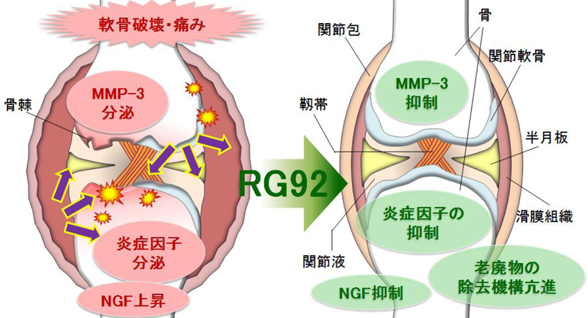 RG92による関節炎の緩和メカニズム 