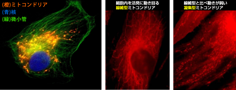 ミトコンドリアによるエネルギー産生