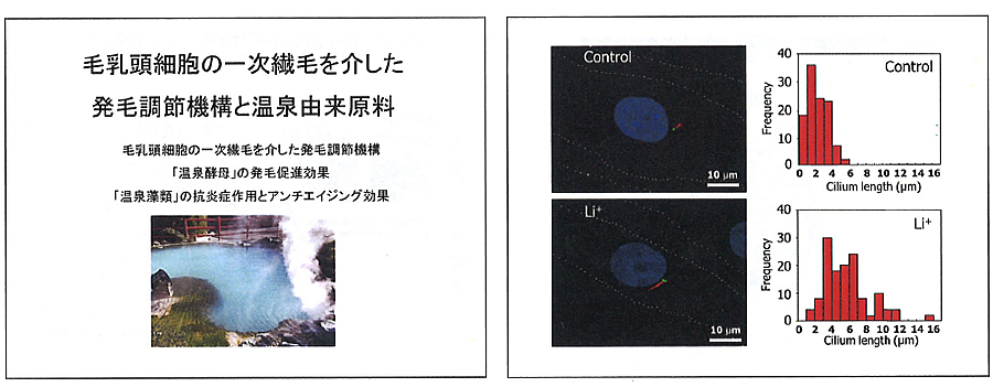 毛乳頭細胞の一次繊毛を介した発毛調節機構と温泉由来原料