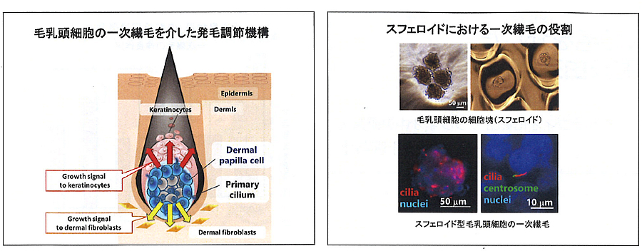 毛乳頭細胞の一次繊毛を介した発毛調節機構と温泉由来原料2