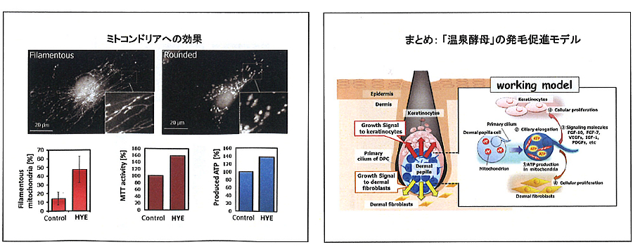 毛乳頭細胞の一次繊毛を介した発毛調節機構と温泉由来原料3