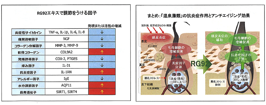 毛乳頭細胞の一次繊毛を介した発毛調節機構と温泉由来原料4