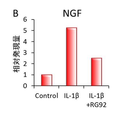 （B）IL-1βで刺激された軟骨細胞のNGFの発現抑制