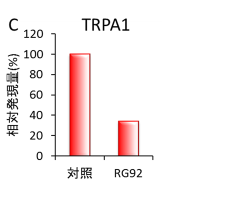 （C）真皮細胞のTRPA1の発現抑制