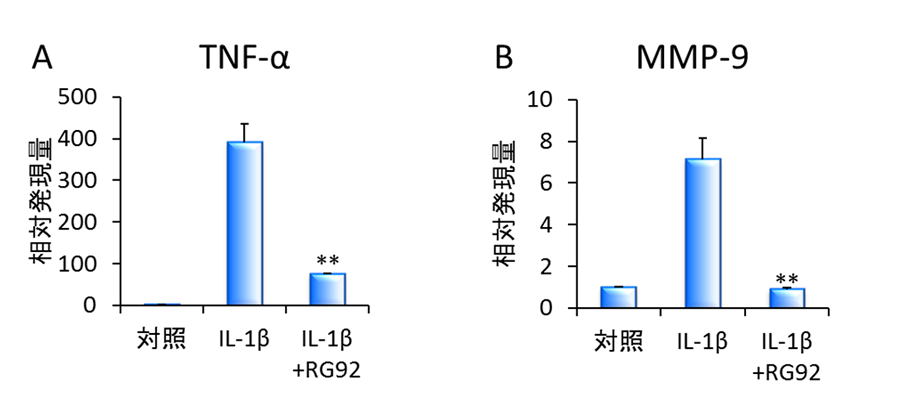（A, B）IL-1βで刺激した真皮細胞株におけるTNF-αとMMP-9の遺伝子発現抑制