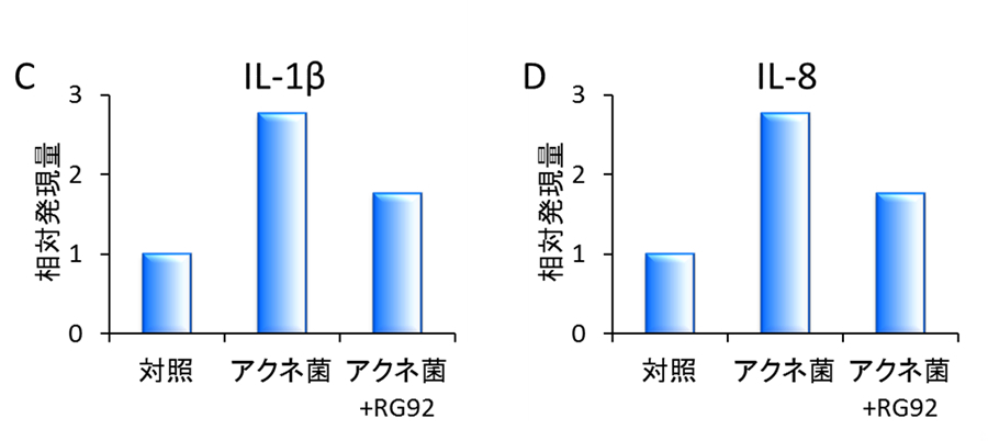 （C, D）アクネ菌懸濁液で刺激した表皮細胞におけるIL-1βとIL-8の発現抑制