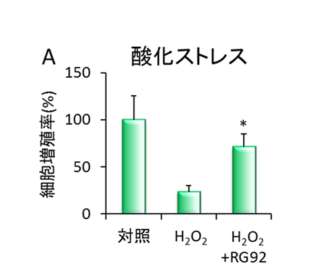 A）H2O2で刺激した表皮細胞の増殖率への影響