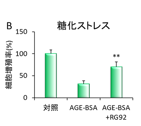 （B）AGE-BSAで処理した真皮細胞株の増殖率への影響