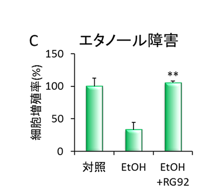 （C）エタノール（EtOH）で刺激した表皮細胞の増殖率への影響