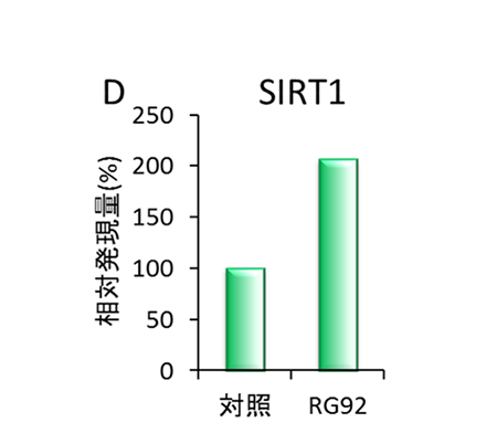 D）真皮細胞における長寿遺伝子SIRT1の発現促進 　