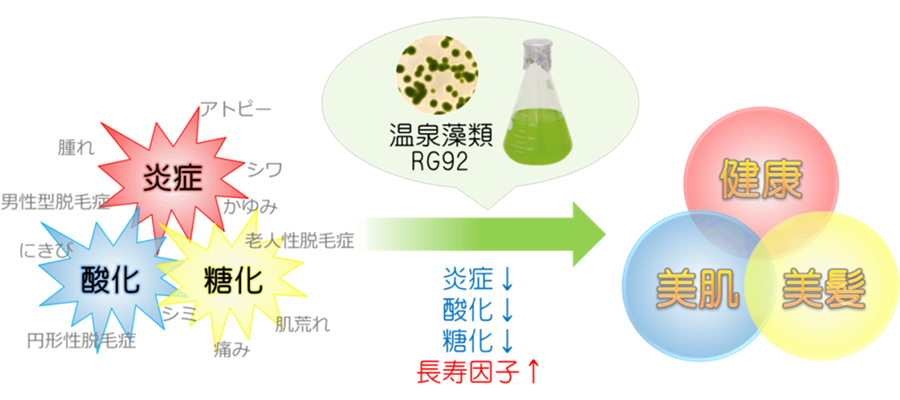 図6　温泉藻類RG92による健康と美容の促進効果