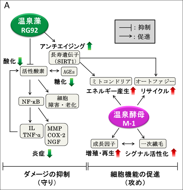 温泉善玉菌とミトコンドリア