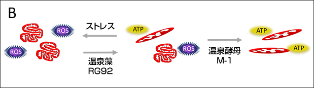 おんぶ (OMB, Onsen-based Mitochondrial Boosting）法